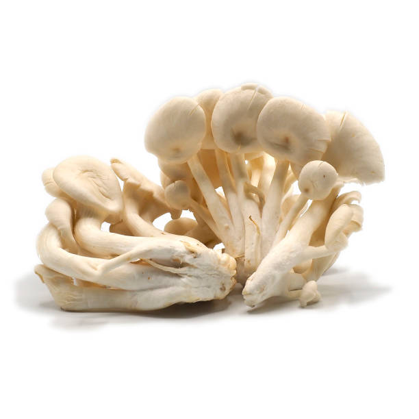 istock Indian Oyster or Phoenix Mushroom or Lung Oyster 1351823466