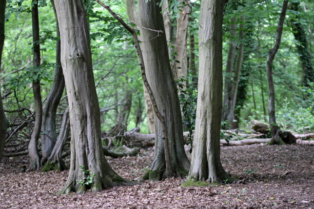 istock Hornbeam tree large woodland coppice stools 1351824425