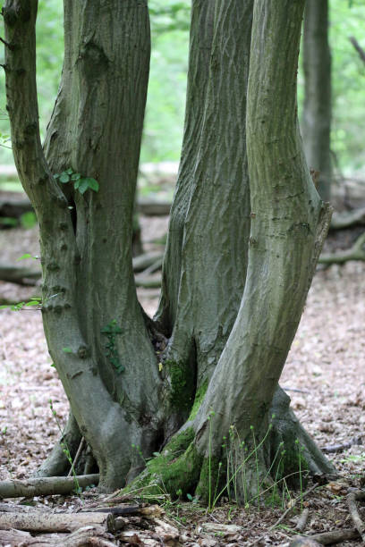 istock Hornbeam tree large woodland coppice stool 1351824442
