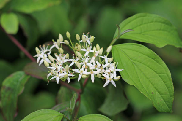 istock Dogwood tree flowers in close up 1351824493