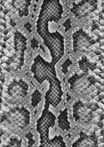 Snake skin dyed black and white.