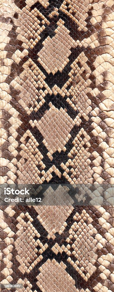 Detalles de la piel de serpiente - Foto de stock de Abstracto libre de derechos