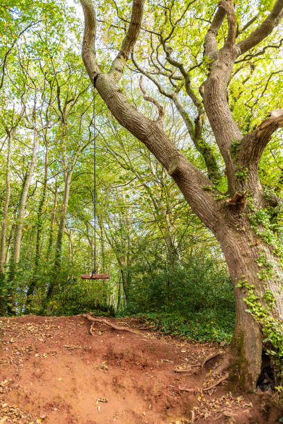 Rope swing hanging from a tree in a woodland