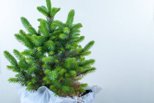 istock Minimalistic Christmas tree with silver Christmas balls closeup with copy space. 1351827275
