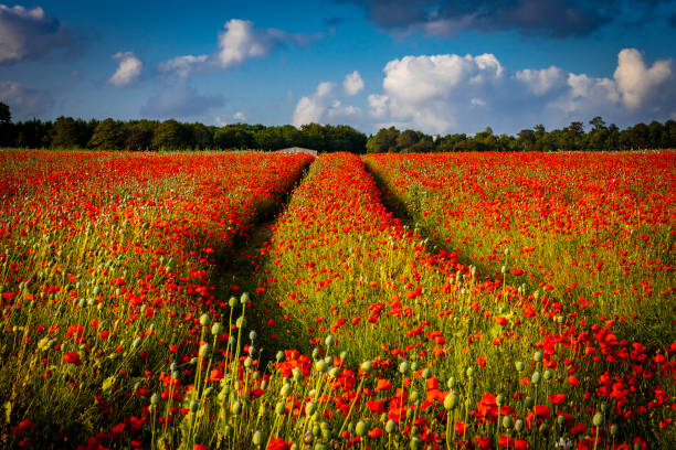 istock Fields of bright red poppies 1351827865