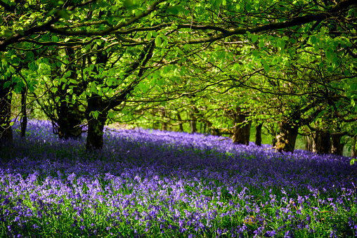Sun shines through a carpet of Bluebells in Dorset woodland