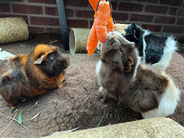 Image of three female, short hair Abyssinian guinea pigs (Cavia porcellus), cavies eating carrots hanging from a wire in an indoor enclosure, hay covered cardboard tubes, focus on foreground Stock photo showing an indoor enclosure containing three, short hair Abyssinian guinea pigs eating carrots. flared nostril photos stock pictures, royalty-free photos & images
