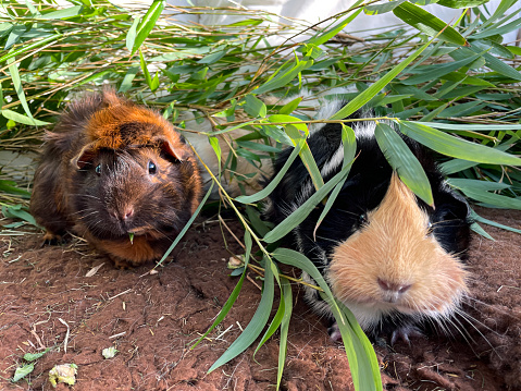 Stock photo showing an indoor enclosure containing two, short hair Abyssinian guinea pigs eating grass.