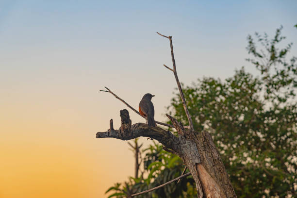 istock Bird Turdus rufiventris perched on dry tree branch 1351828402
