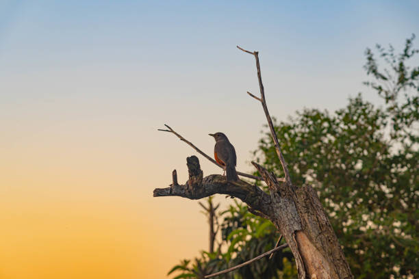 Bird Turdus rufiventris perched on dry tree branch