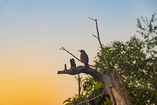 Bird Turdus rufiventris perched on dry tree branch. Native bird of several countries in South America, such as Argentina, Brazil, Bolivia, Uruguay and Paraguay.