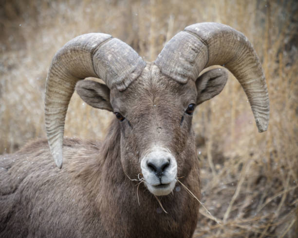 istock Colorado Rocky Mountain Bighorn Sheep 1351828518