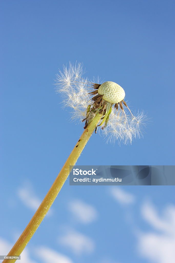 Löwenzahn und blauer Himmel - Lizenzfrei Abgestorbene Pflanze Stock-Foto