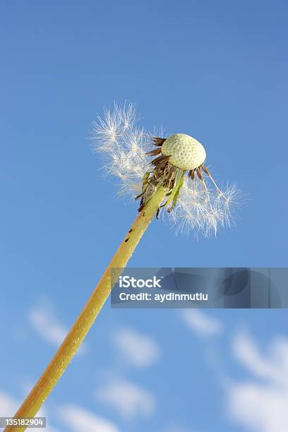 Foto de Dentedeleão E Céu Azul e mais fotos de stock de Azul - Azul, Botânica - Assunto, Branco