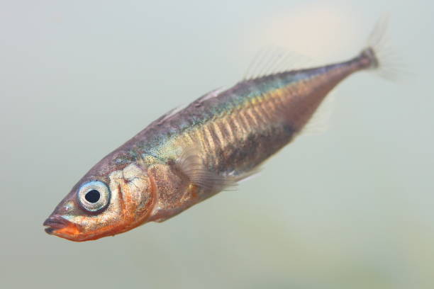 The Three-spined srickleback (Gasterosteus aculeatus) male underwater The three-spined stickleback (Gasterosteus aculeatus) is a fish native to most inland and coastal waters north of 30°N. spined stock pictures, royalty-free photos & images
