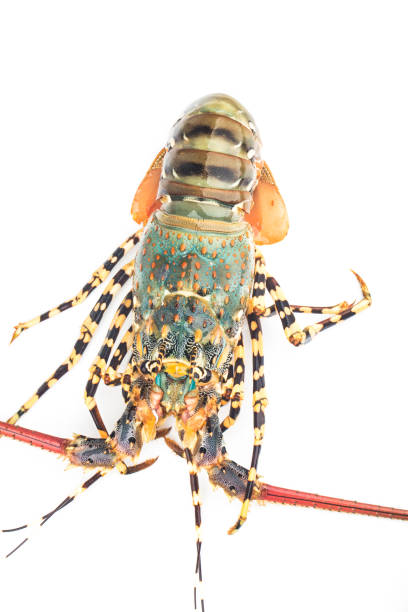istock Fresh spiny lobster isolated on white background, Palinurus vulgaris 1351831126