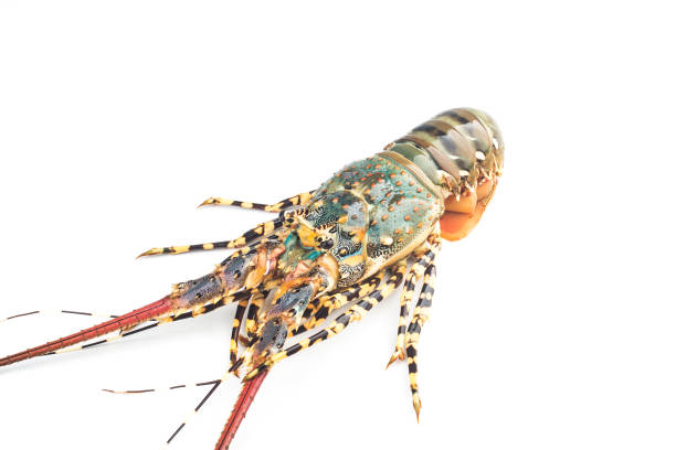 istock Fresh spiny lobster isolated on white background, Palinurus vulgaris 1351831177