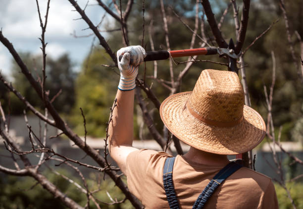 A young man in a straw hat and hands in gloves is cutting tree branches in his garden with a big secateur. A professional gardener is cutting a tree with a pruner
