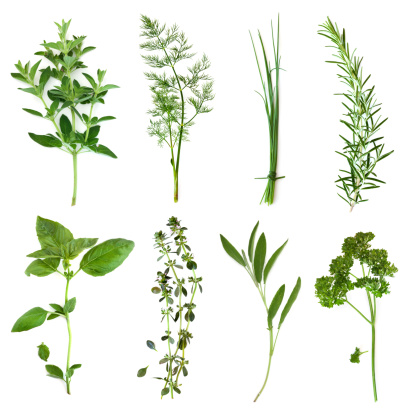 Herbs collection, isolated on white.  Includes oregano, dill, chives, rosemary, basil, thyme, sage and curly parsley.  More herbs and spices:   http://robynm.smugmug.com/photos/265712091_f6Mdn-L.jpg