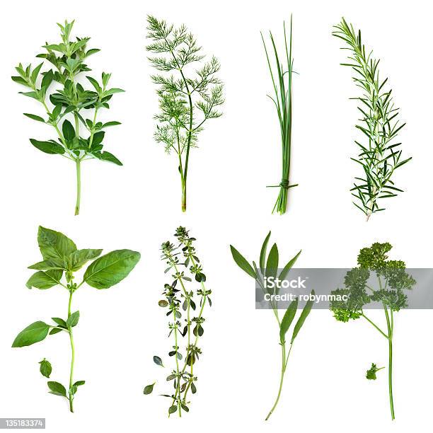 Picture Of Right Different Type Of Herbs Stock Photo - Download Image Now - Herb, White Background, Cut Out