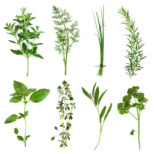 coleção de ervas aromáticas - parsley garnish isolated herb imagens e fotografias de stock
