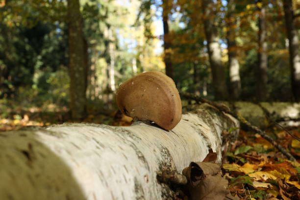 Mushrooms grow on a fallen tree in the forest.