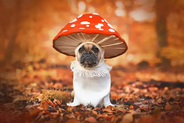 French Bulldog dog in unique fly agaric toadstool mushroom costume standing in orange autumn forest