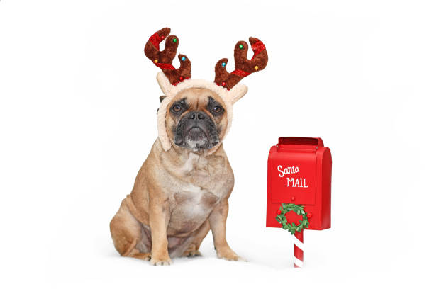 Christmas dog with santa mail box