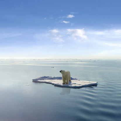 La última Polar Bear photo