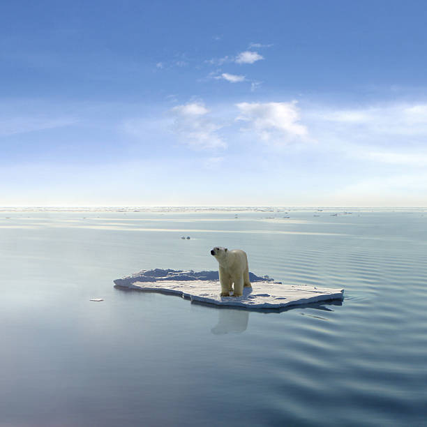 The last Polar Bear A polar bear managed to get on one of the last ice floes floating in the Arctic sea. Due to global warming the natural environment of the polar bear in the Arctic has changed a lot. The Arctic sea has much less ice than it had some years ago. (This images is a photoshop design. Polarbear, ice floe, ocean and sky are real, they were just not together in the way they are now) endangered species stock pictures, royalty-free photos & images