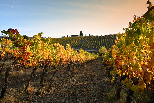 Beautiful vineyards in the Chianti Classico area are colored under the light of the sunset during the autumn season. Greve in Chianti, Italy.