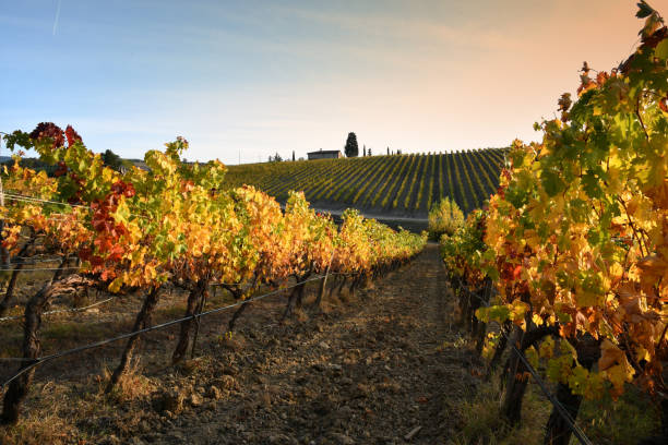 Beautiful vineyards in the Chianti Classico area are colored under the light of the sunset during the autumn season. Greve in Chianti, Italy. Beautiful vineyards in the Chianti Classico area are colored under the light of the sunset during the autumn season. Greve in Chianti, Italy. chianti region stock pictures, royalty-free photos & images