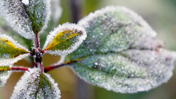 givre sur un nerprun - vibrant color forest ice snow photos et images de collection