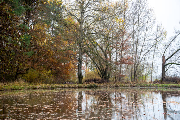 istock A small pond with trees in autumn colors 1351836486