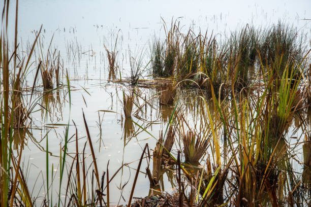 istock Reeds in autumn colors on a lake 1351836630