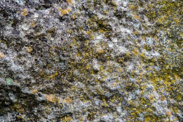 Stone background with different tones of gray and moss
