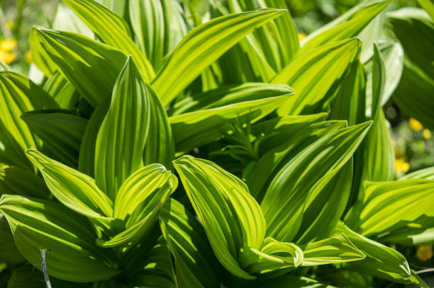 istock Green leaves in sunlight 1351837634