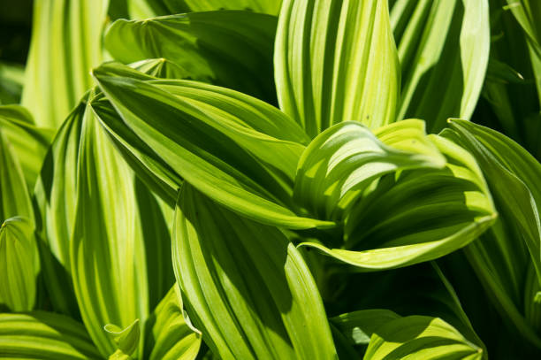istock Green leaves in sunlight 1351837925