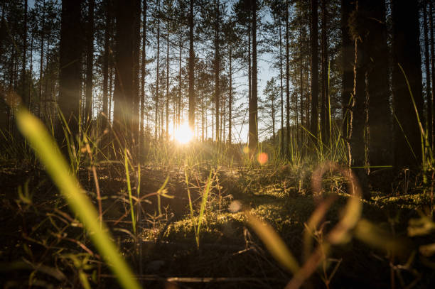 istock Sunlight Sunbeams Through trees  at the Coniferous Forest 1351838219