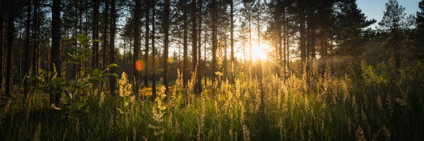 Sunlight Sunbeams Through trees  at the Coniferous Forest