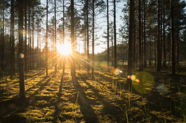 istock Sunlight Sunbeams Through trees  at the Coniferous Forest 1351838773