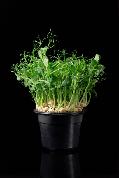 Young pea sprouts in a pot, microgreens, close-up on a dark background, space for text Young pea sprouts in a pot, microgreens, close-up on a dark background, space for text grain sprout stock pictures, royalty-free photos & images