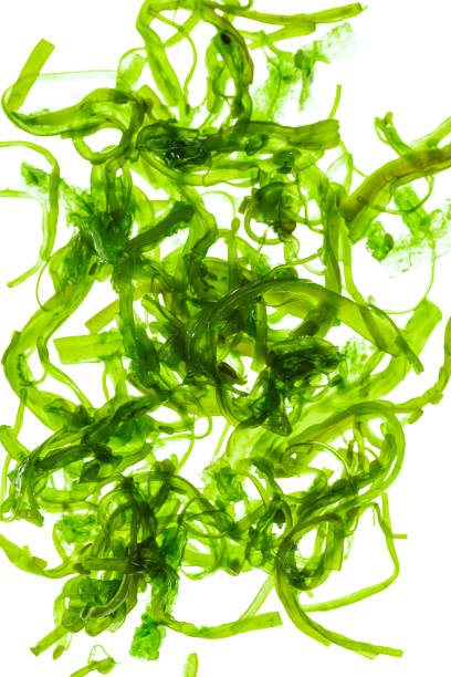 primer plano de ensalada de algas wakame verdes con sésamo y chile sobre fondo transparente - wakame salad fotografías e imágenes de stock