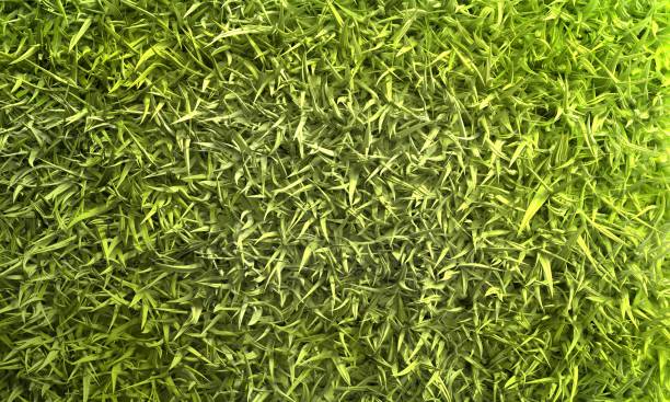 istock Abstract 3d green grass. Natural background texture. 1351839570