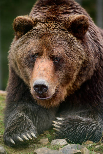 istock Big brown bear lying, big forest predator close up, big paw and sharp claws. 1351839596