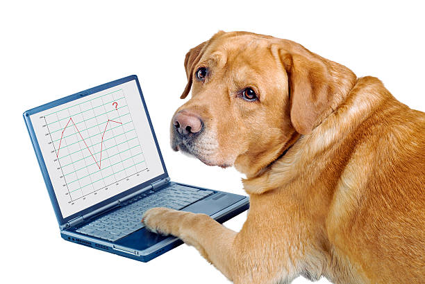 hund auf notebook - hund grafiken stock-fotos und bilder