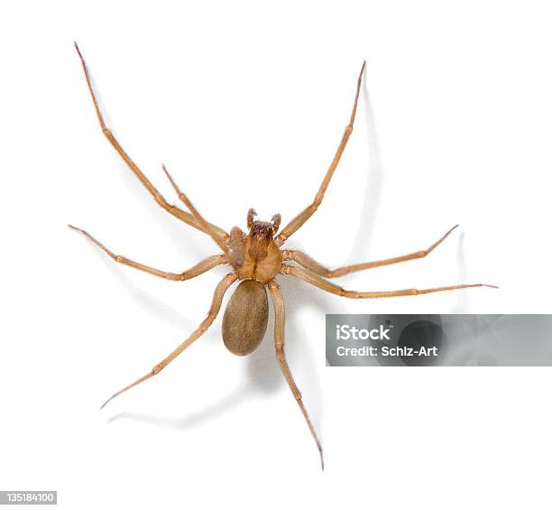 Brown Recluse Spider Stock Photo - Download Image Now - Spider, Solitude, Brown Recluse Spider