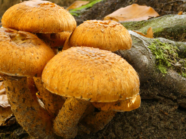 istock Wood Fungus (Gymnopilus junonius) 1351841322