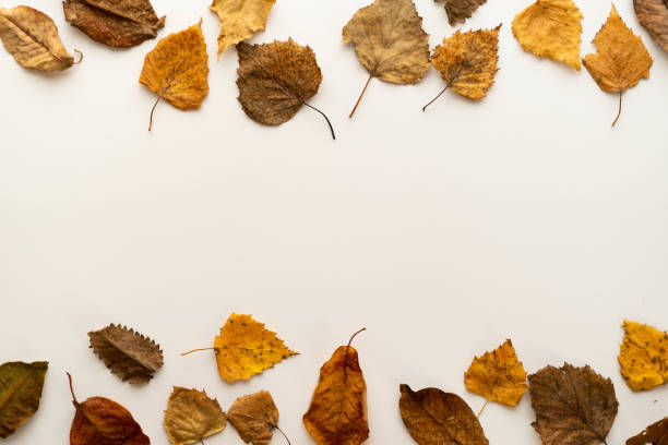 istock Flat lay composition frame of autumn leaves. autumn layout. place under the text 1351842273