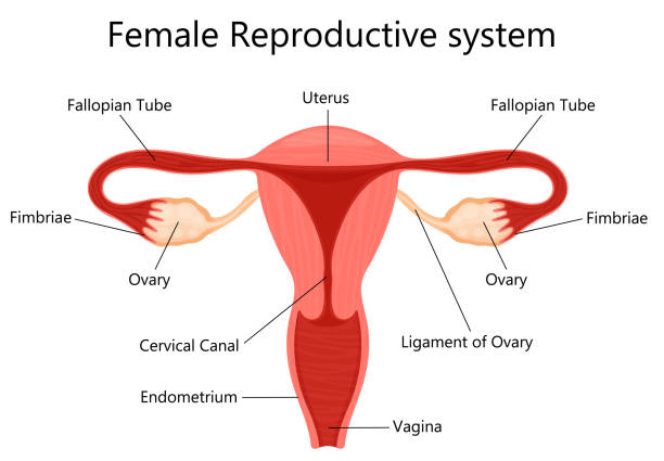 Female reproductive system with labelled parts on white background isolated vector illustration, Internal view of the uterus, flat design Female reproductive system with labelled parts on white background isolated vector illustration, Internal view of the uterus, flat design human fertility stock illustrations